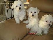2 Maltese Puppies forgood homes