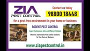 Zia Pest Control | Rodent Control Best pric | 100% Result | Pest serv