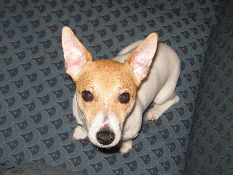 Miniature Jack Russell Kilkenny Dogs for sale, puppies for sale