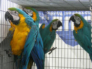 CLOSING AVIARY AND SELLING BIRDS