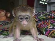Here are baby capuchin monkeys for free adoption