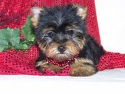 Tiny T-Cup Yorkie Puppies For A Home