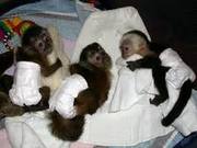 My babies capunchin monkeys 