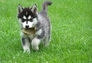 Lovely Male and Femali Siberian Husky  Puppies for adoption 