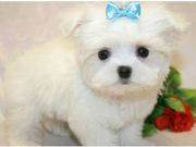 cute maltese puppies ready to go
