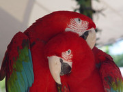 CUTE SCARLET MACAW PARROTS FOR SALE