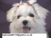 EXTREMELY CUTE MALTESE PUPPIES TO LOVING HOMES